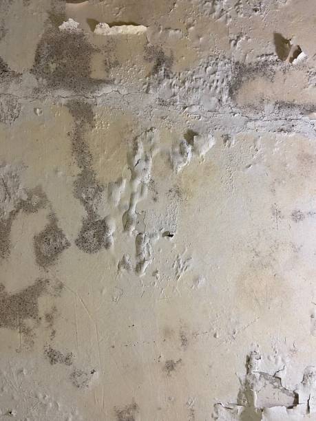 Best Residential Mold Remediation in South Bay, FL