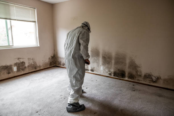 Best Post-Flood Mold Remediation in South Bay, FL