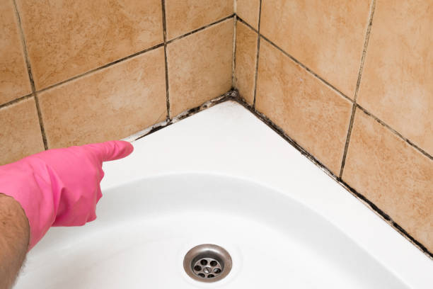 Best Emergency Mold Remediation in South Bay, FL